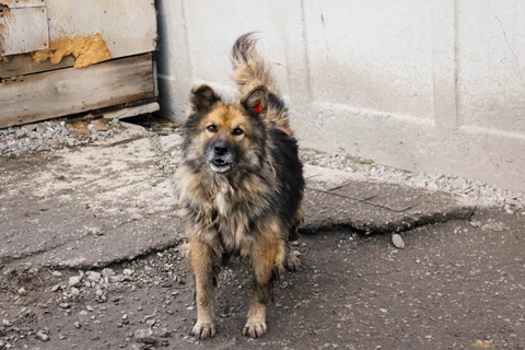 Мухтар, фотография
