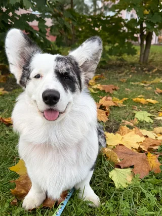 Зевс, фотография
