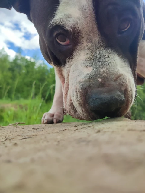 Леон, фотография