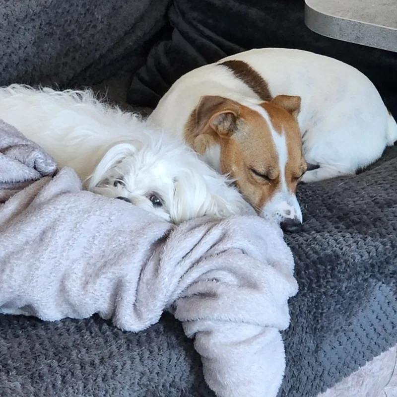 Виктория, Джесси и Зефир🐶🐩❤️, фотография