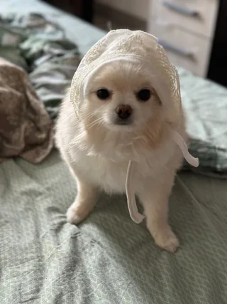 Белла, фотография