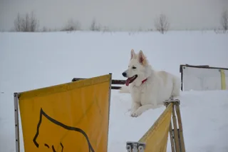 Лотта, фотография
