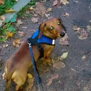 Муха, фотография