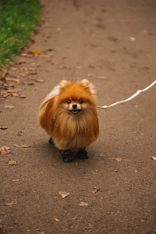 Юки, фотография