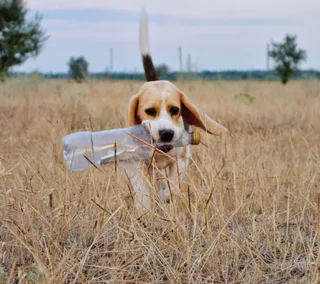 Бруня, фотография