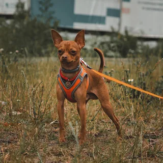 Пончик, фотография