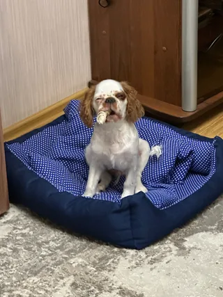 Вульф, фотография