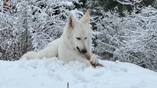Лотта, фотография
