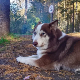 Халва, фотография
