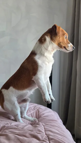 Бумер, фотография