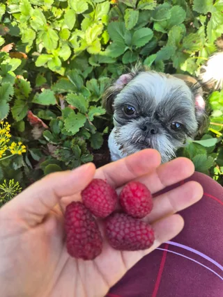 Груша, фотография