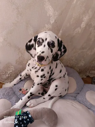 Катерина, фотография