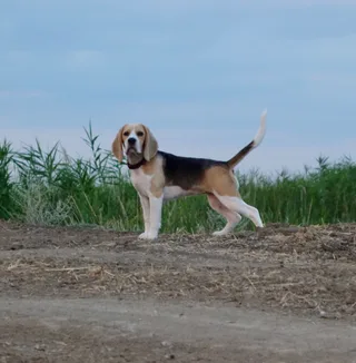 Бруня, фотография