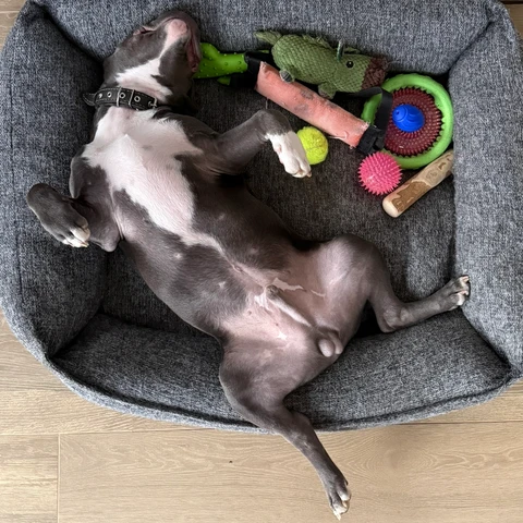 Boss, фотография