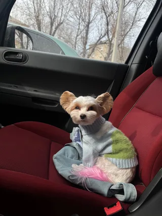Жоззи, фотография