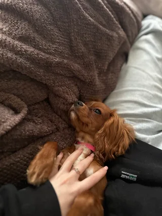Cookie, фотография