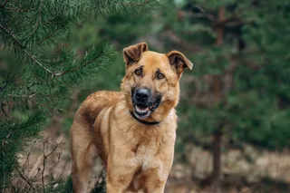 Донни, фотография