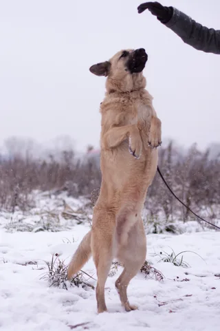 Емеля, фотография