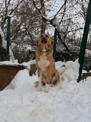 Флайт, фотография