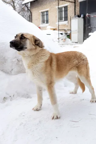 Офелия, фотография