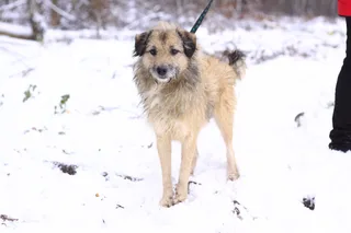 Ежик, фотография