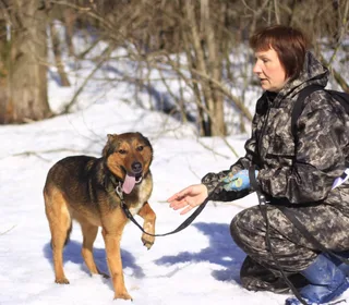 Рыжик, фотография