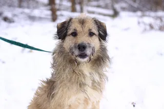 Ежик, фотография