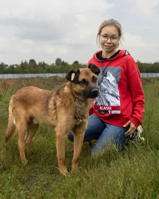 Лис, фотография