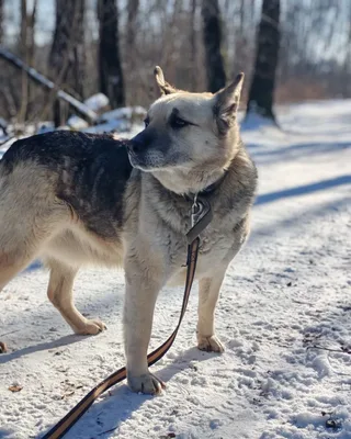 Лика, фотография