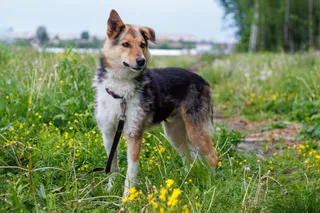 Чопик, фотография