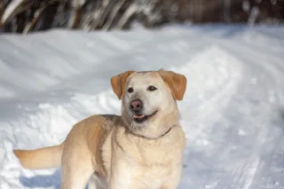 Люк, фотография