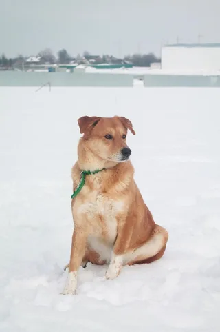 Лола, фотография