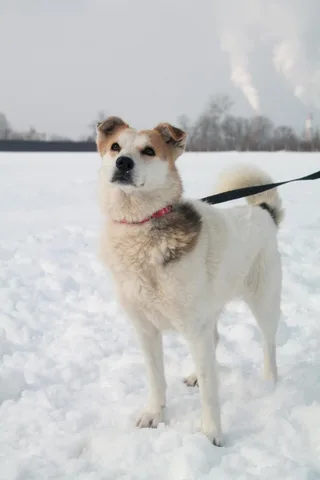 Снежа, фотография