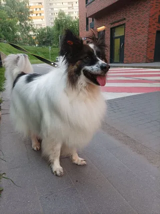 Тейлор, фотография