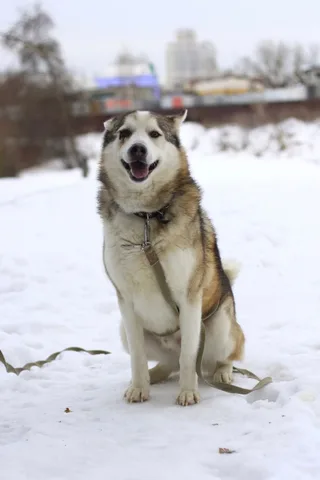 Скай, фотография