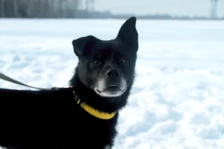 Джек, фотография