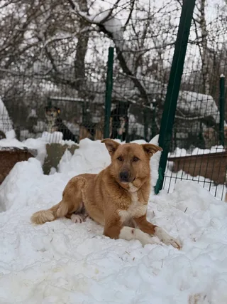 Флайт, фотография