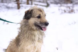 Ежик, фотография