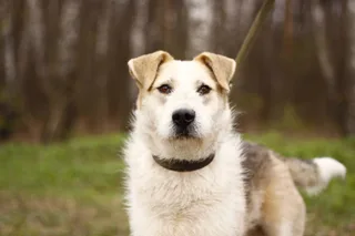 Фома, фотография