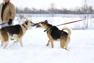 Лайк, фотография