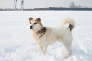 Снежа, фотография