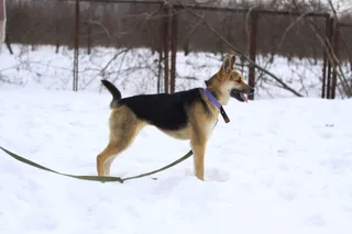 Лиззи, фотография