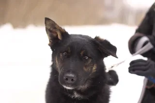 Зокки, фотография