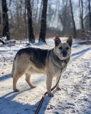 Лика, фотография